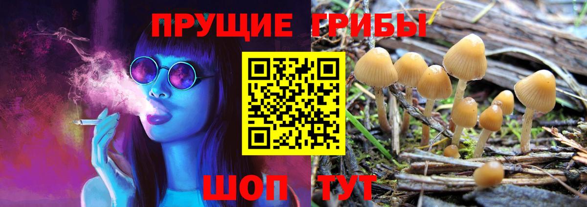 Псилоцибиновые грибы Magic Shrooms  Вход с VPN  где купить наркотик  Тамбов 